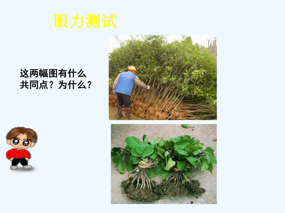 植物对水分和无机盐的吸收课件.ppt_第2页