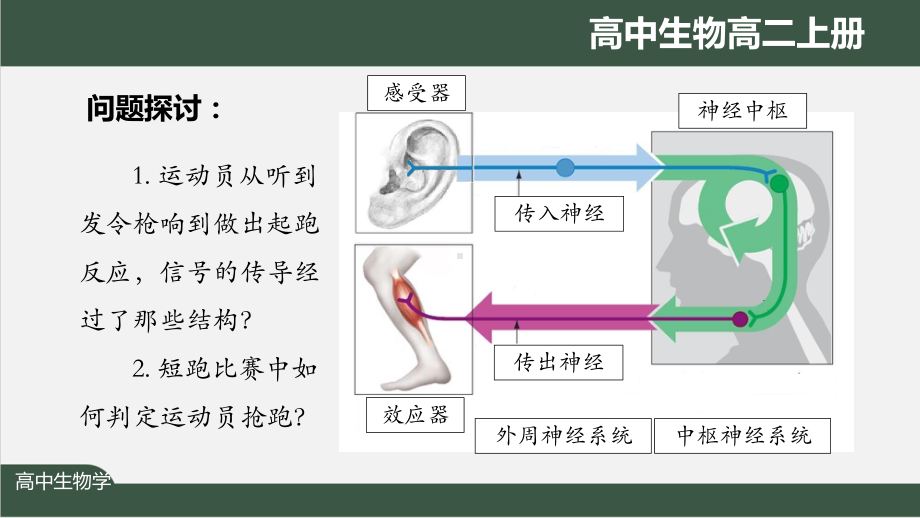 高二生物学(人教版)《第2章-第3节-神经冲动的产生和传导(第一课时)》最新国家级中小学课程课件.pptx_第2页