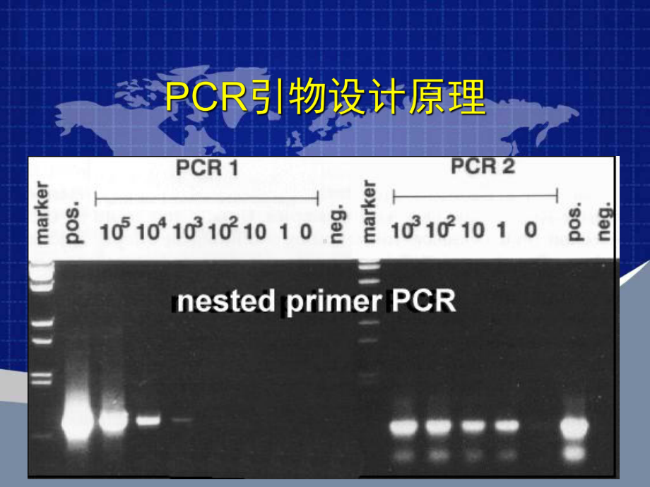 PCR引物设计原理课件.ppt_第1页