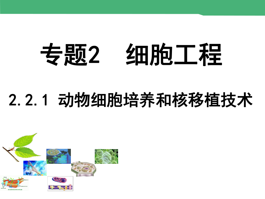 高中生物选修三：221动物细胞培养和核移植技术-(课件.ppt_第2页