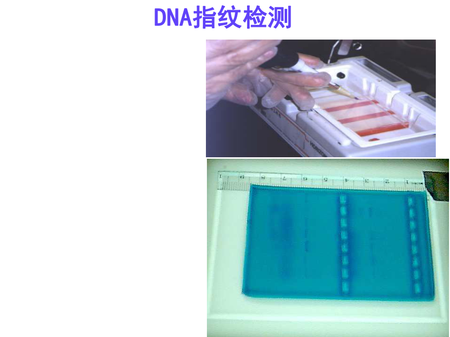 高一生物必修一核酸课件.ppt_第2页