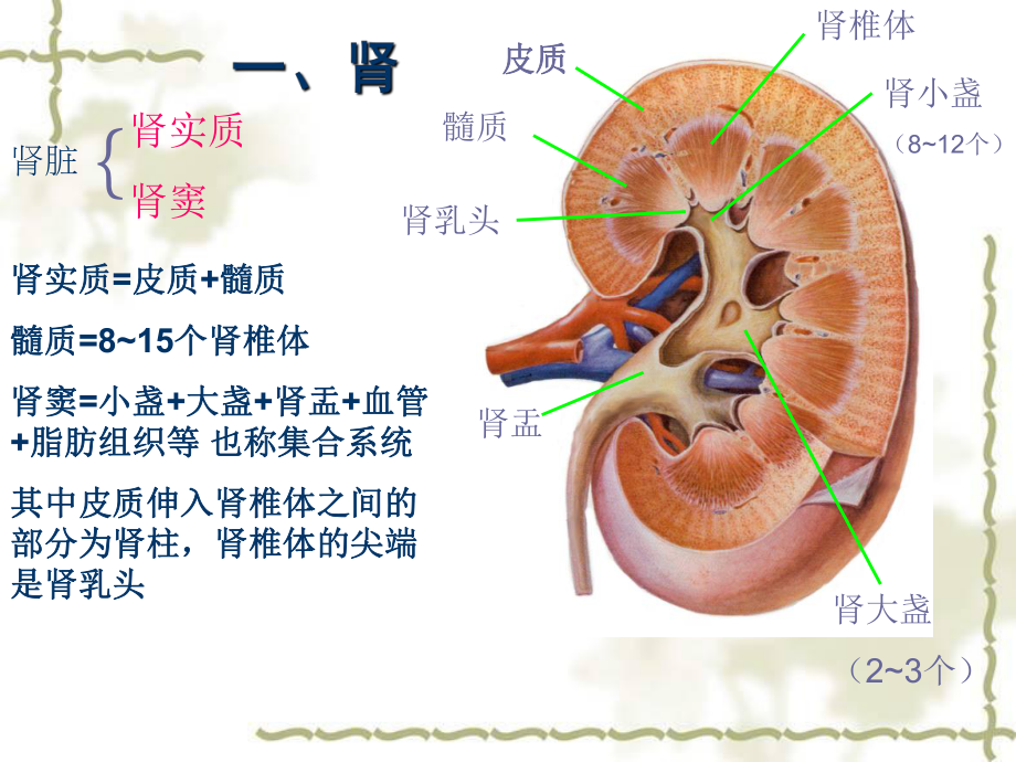 超声诊断学课件：泌尿及男性生殖系统超声检查.ppt_第3页