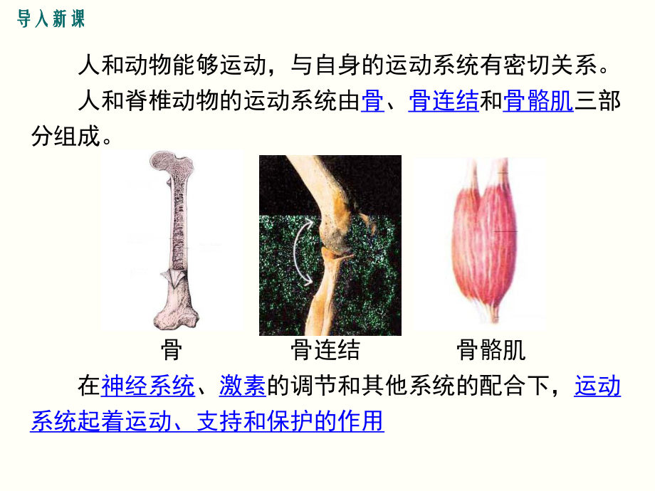 北师大版八年级生物上册152《动物运动的形成》优质课件.ppt_第2页