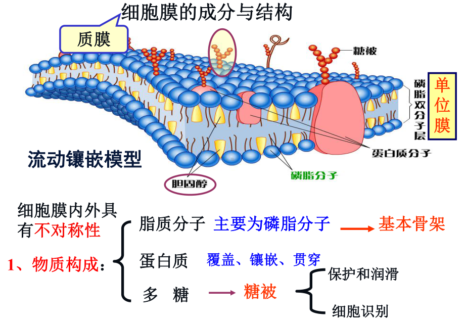 细胞膜一轮复习资料课件.ppt_第2页