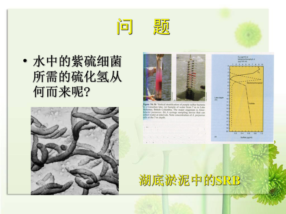 w微生物2-4.ppt_第3页