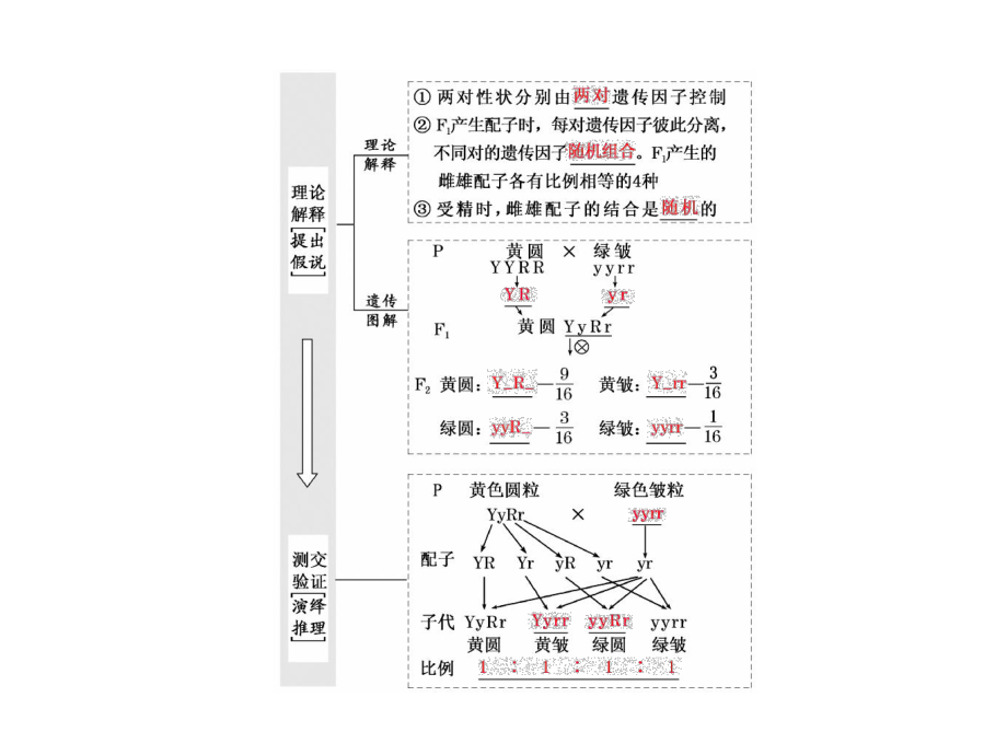 高三生物一轮复习课件：必修2-第1单元-第2讲-第1课时-基因的自由组合定律分析与常规题型.ppt_第3页