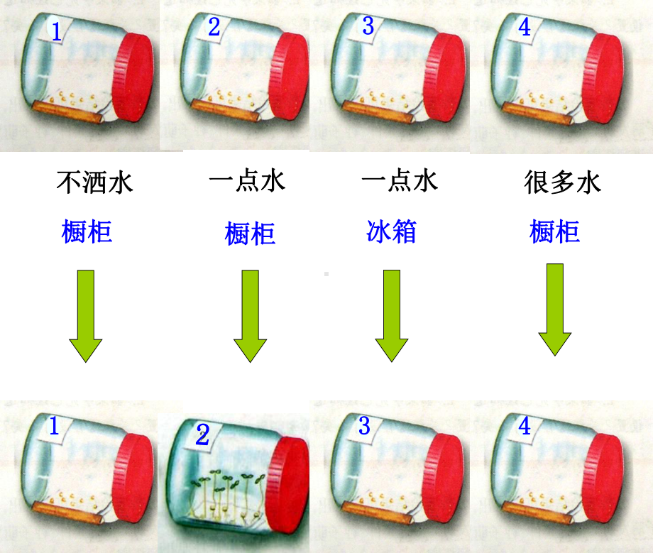 人教版七年级生物上册第3单元第2章《被子植物的一生》课件.ppt_第3页