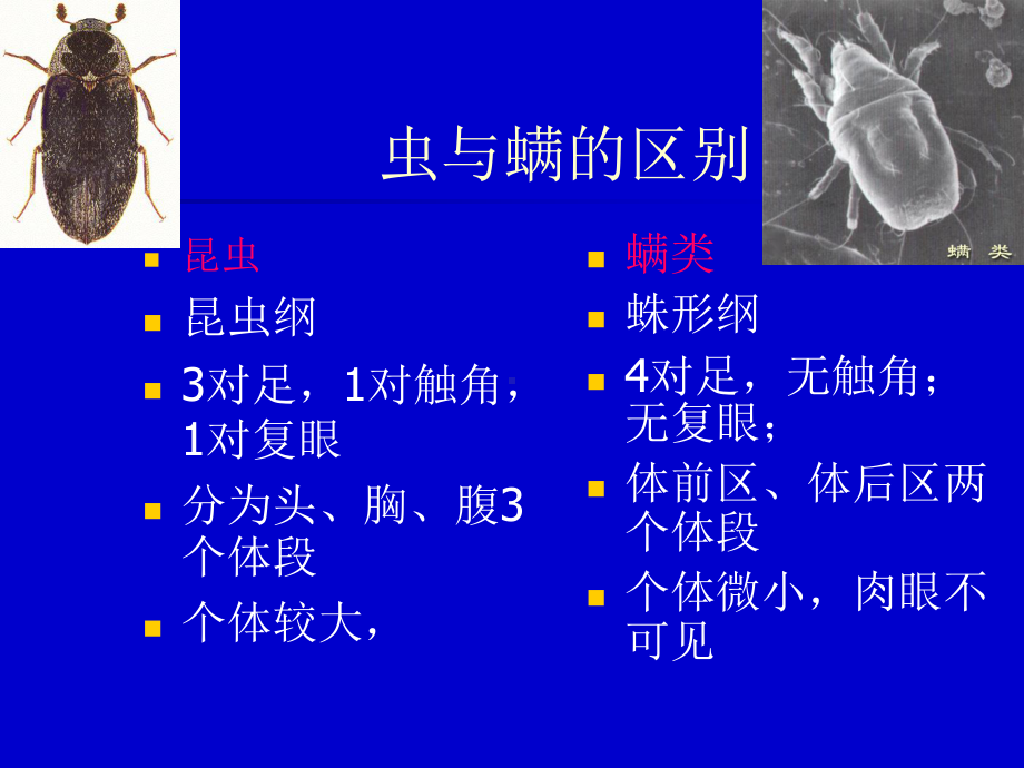 饲料虫螨防治课件.pptx_第1页