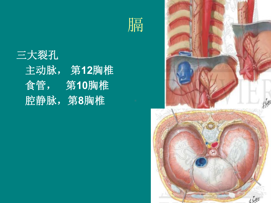 食道裂孔疝全解课件.ppt_第3页