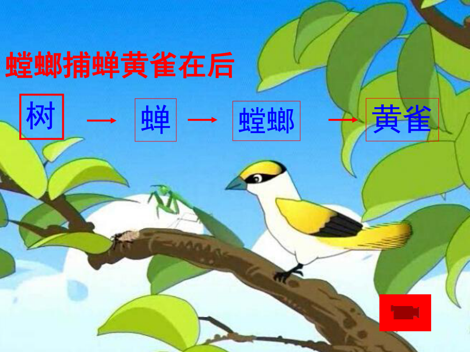 食物链和食物网的教学课件.ppt_第2页