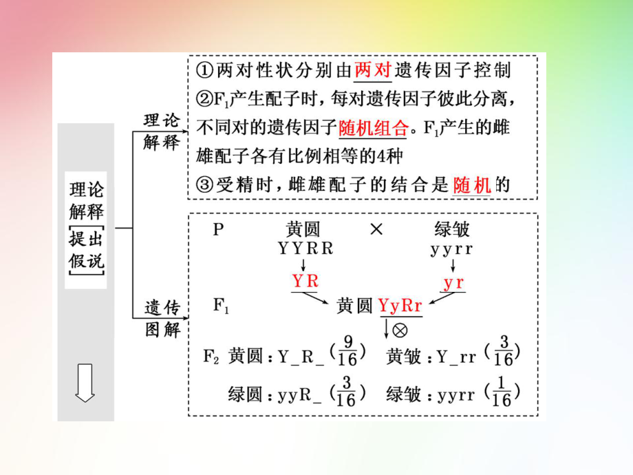 高中生物必修二-孟德尔的豌豆杂交实验(二)课件.ppt_第3页