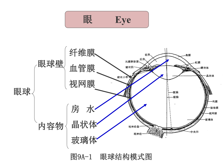 组织学与胚胎学眼课件.ppt_第3页