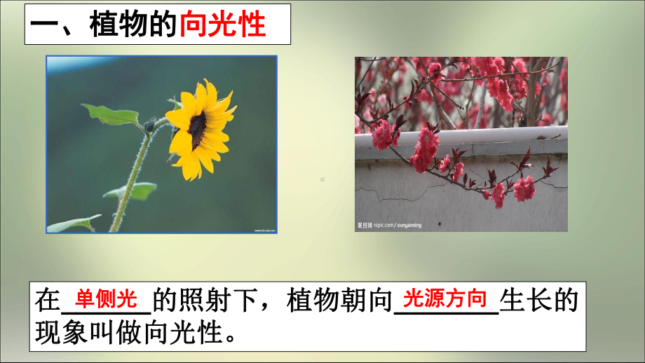 植物生长素的发现公开课无声上课核心素养优质课件.ppt_第3页