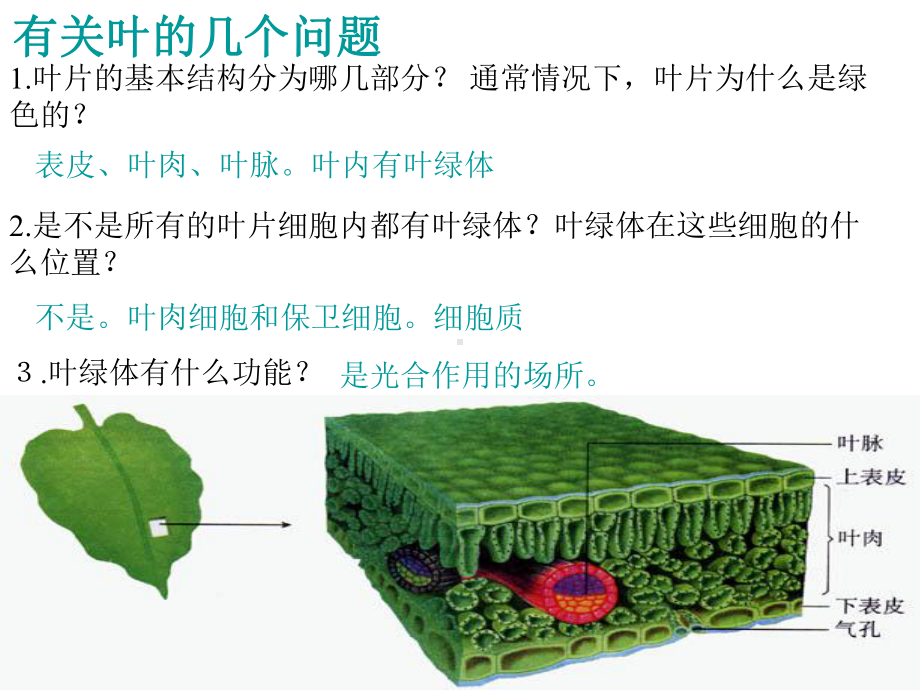 鲁教版绿色植物的光合作用课件.ppt_第3页