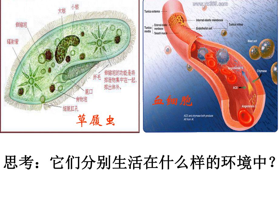 内环境及稳态一轮yong课件.ppt_第3页