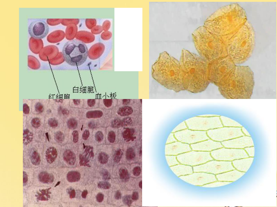 高中生物人教版必修1-细胞的多样性和统一性-课件.ppt_第1页