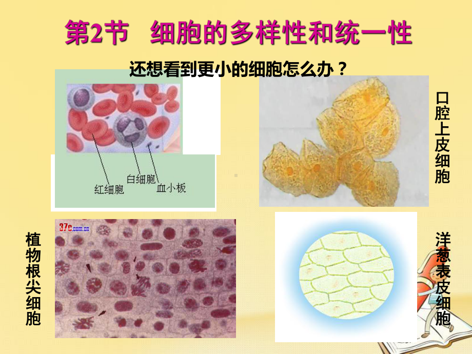 高中生物人教版必修1-细胞的多样性和统一性-课件.ppt_第3页