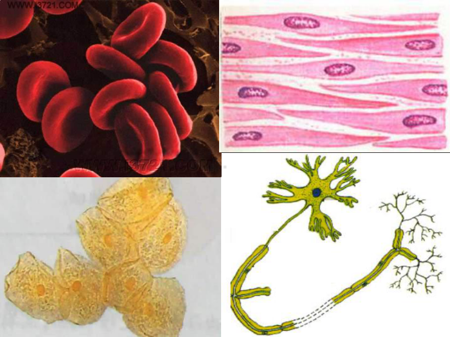 高一生物《细胞的多样性和统一性》课件.ppt_第2页