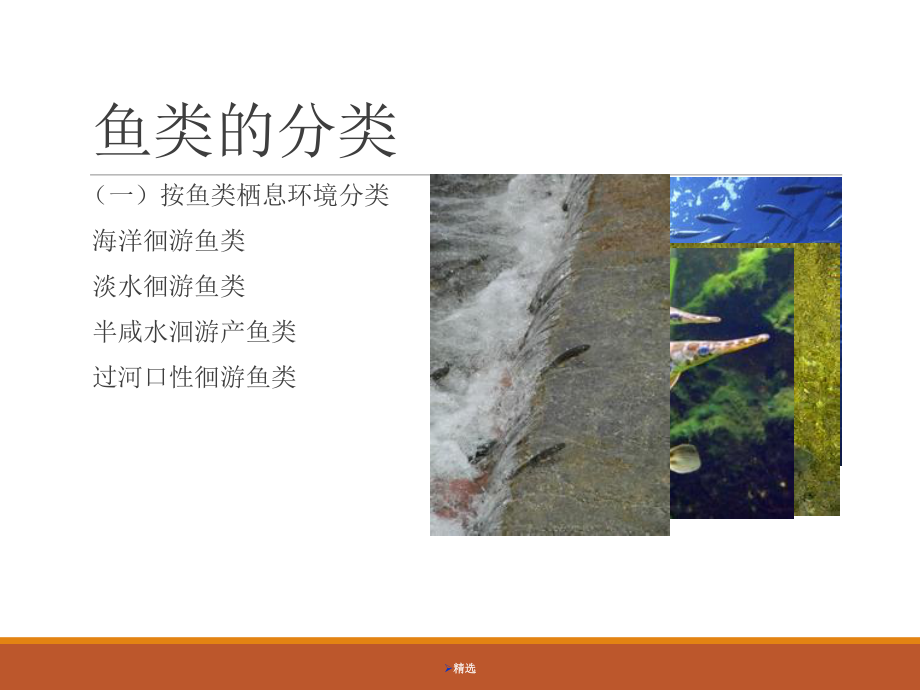 鱼类洄游(总)详细版课件.ppt_第3页