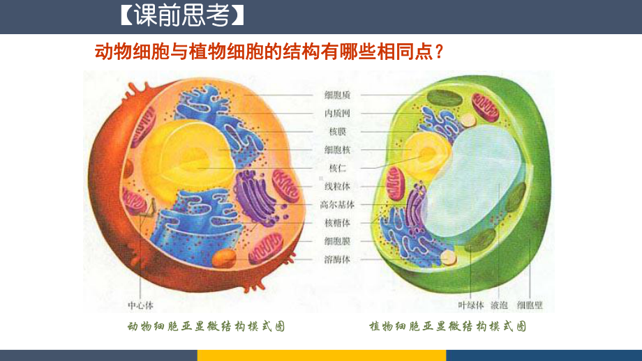 高中生物原核细胞与真核细胞的比较课件.ppt_第3页