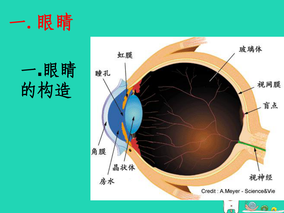 八年级物理上册54眼睛和眼镜课件新版新人教版新版.ppt_第2页