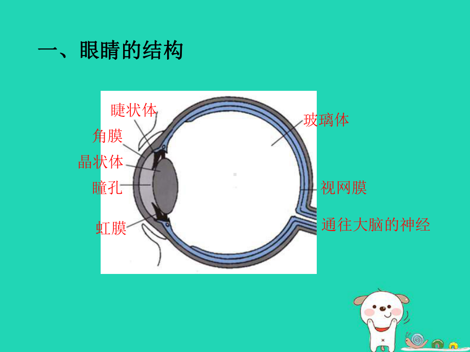 八年级物理上册54眼睛和眼镜课件新版新人教版新版.ppt_第3页