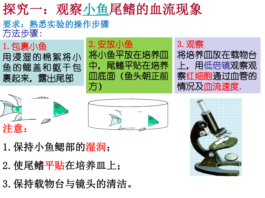 第二节物质运输的器官用课件.ppt_第3页