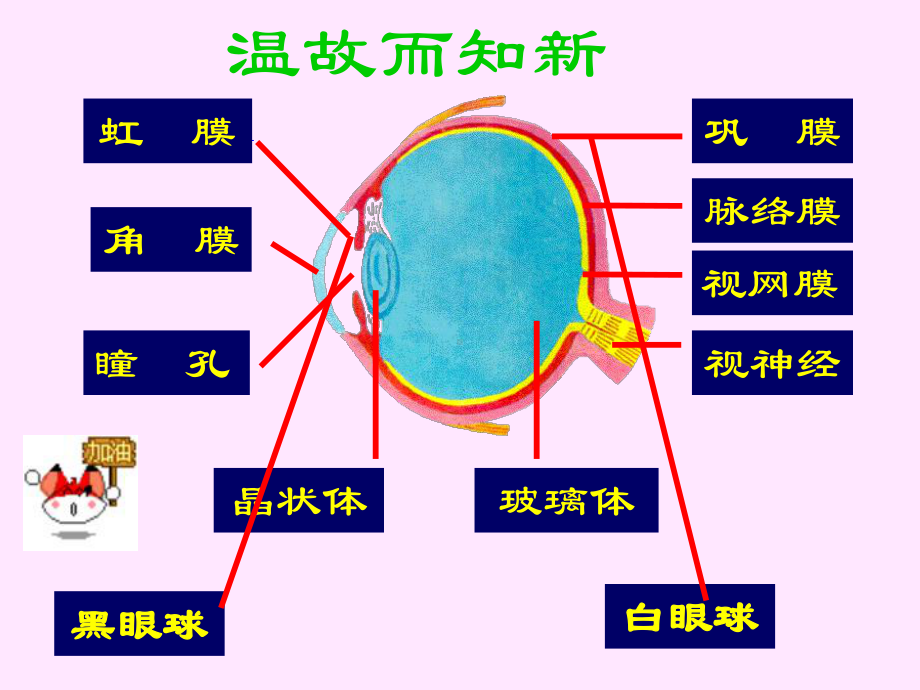 第一节《人体对外界环境的感知》课件讲义.ppt_第2页