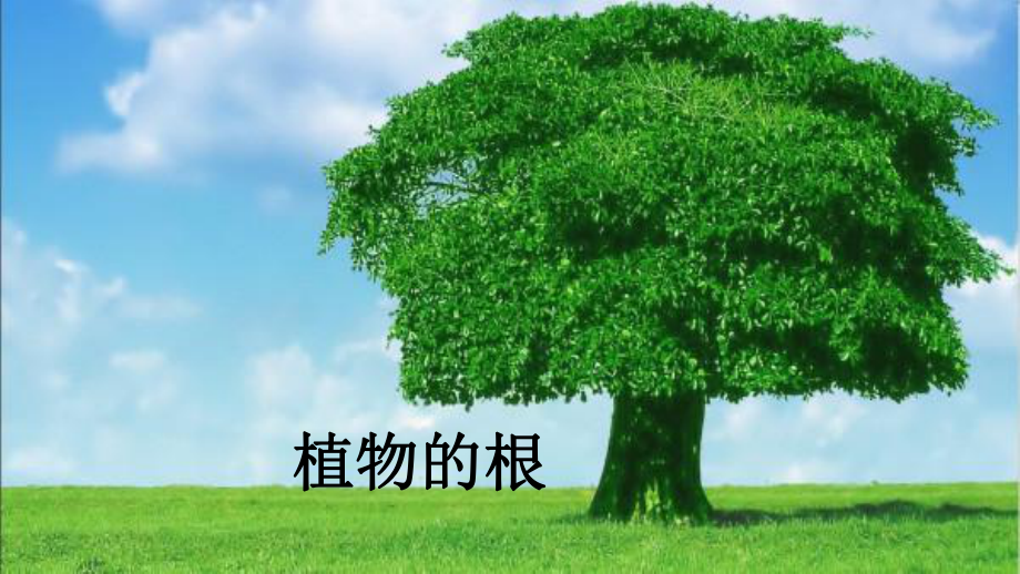 最新青岛版科学三年级上册《植物的根》优质课件.pptx_第2页