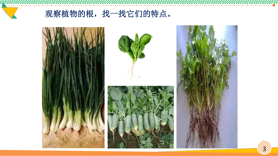 最新青岛版科学三年级上册《植物的根》优质课件.pptx_第3页