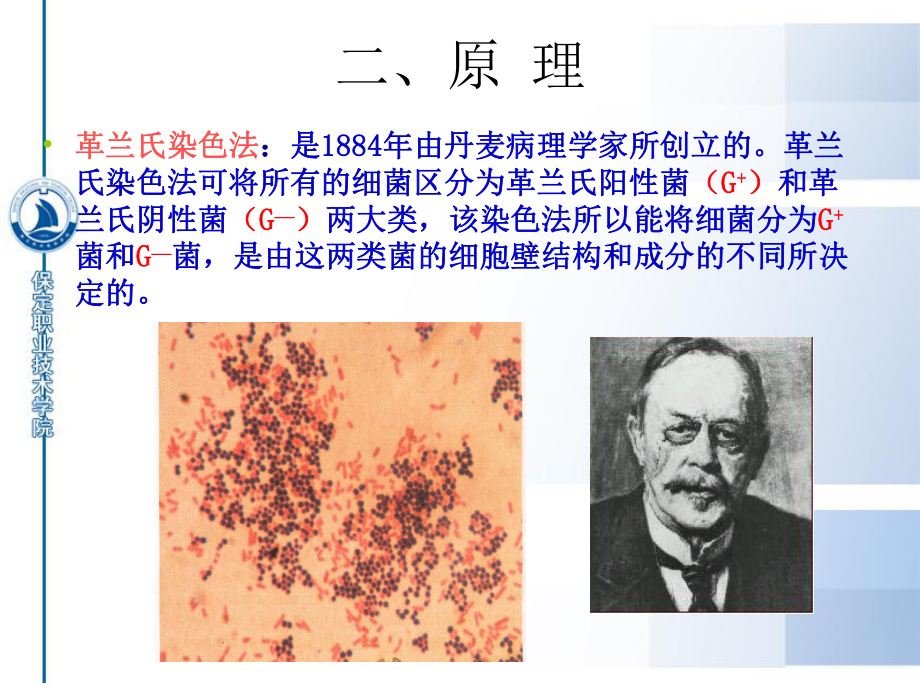 细菌的革兰氏染色课件.ppt_第2页