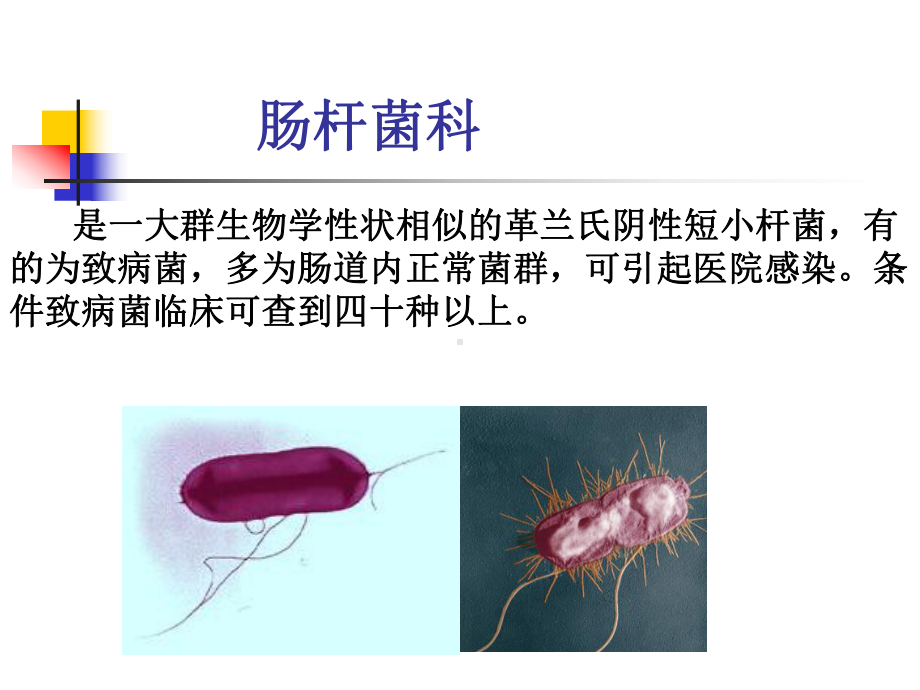 病原生物学-消化道感染细菌课件.ppt_第2页