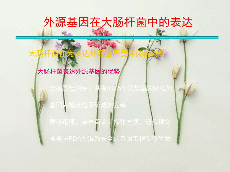 大肠杆菌表达系统教学课件1.ppt_第2页