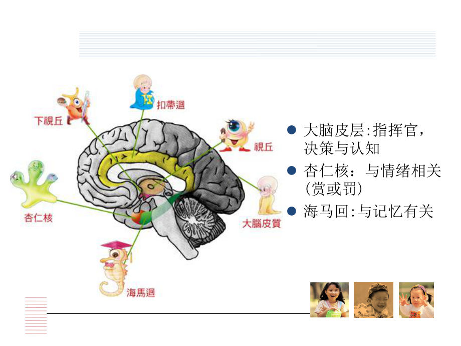 幼儿学习的脑科学基础课件.ppt_第3页