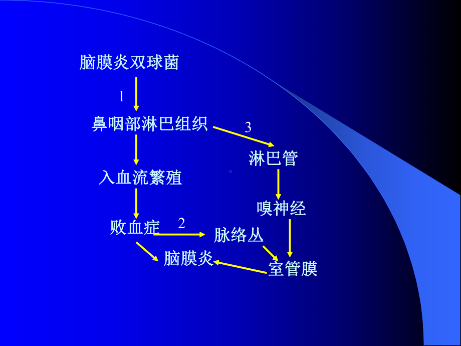 考研-病理学-神经系统疾病课件.ppt_第3页