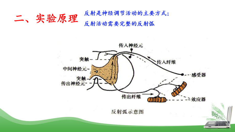 高中生物脊蛙反射实验公开课课件.pptx_第3页