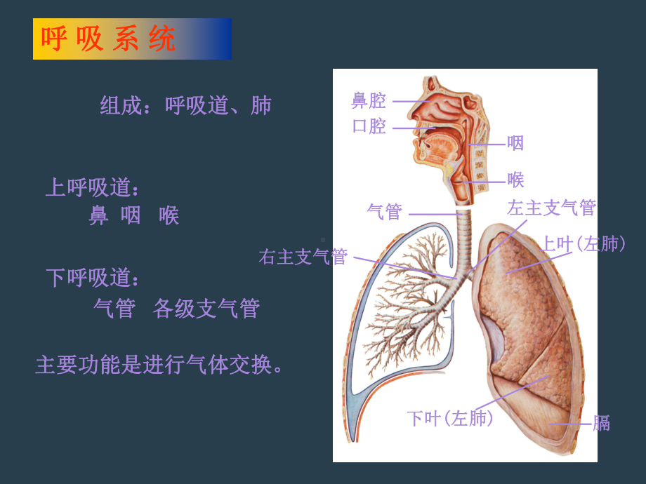 呼吸系统常见疾病与防治课件.ppt_第3页