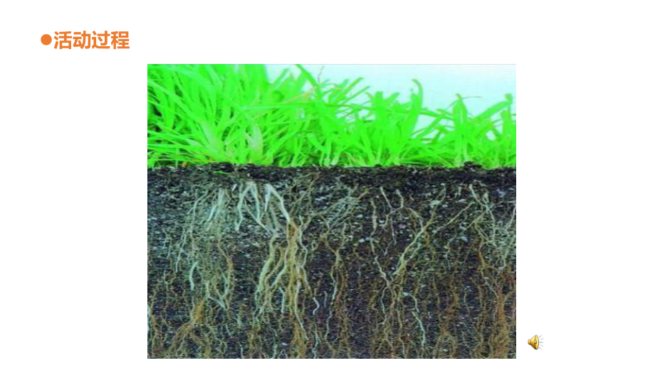 青岛版小学科学一年级下册科学12《土壤与植物》教学课件.pptx_第3页