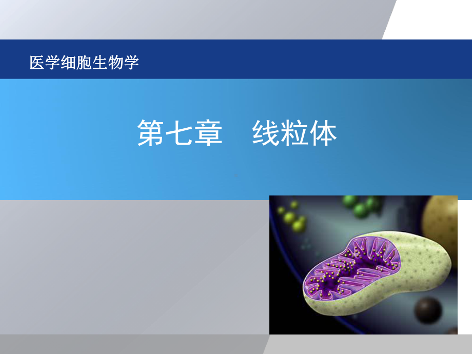 医学细胞生物学-07章-线粒体课件.ppt_第1页