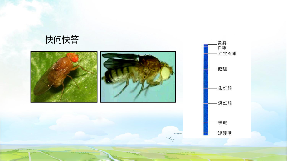 高中生物必修二优质课件15：231人类红绿色盲症、伴性遗传的特点.pptx_第3页