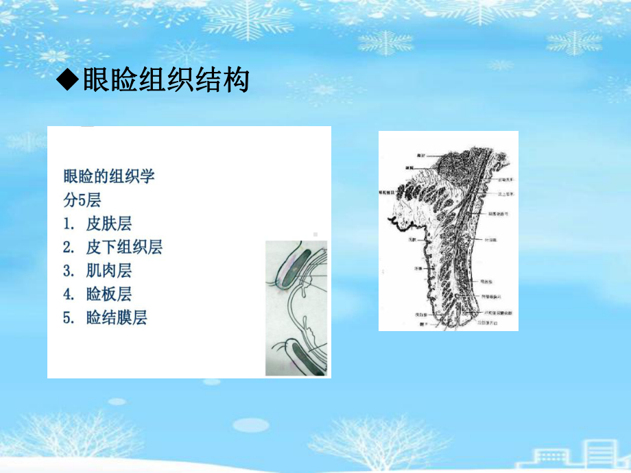 麦粒肿和霰粒肿2021完整版课件.ppt_第3页