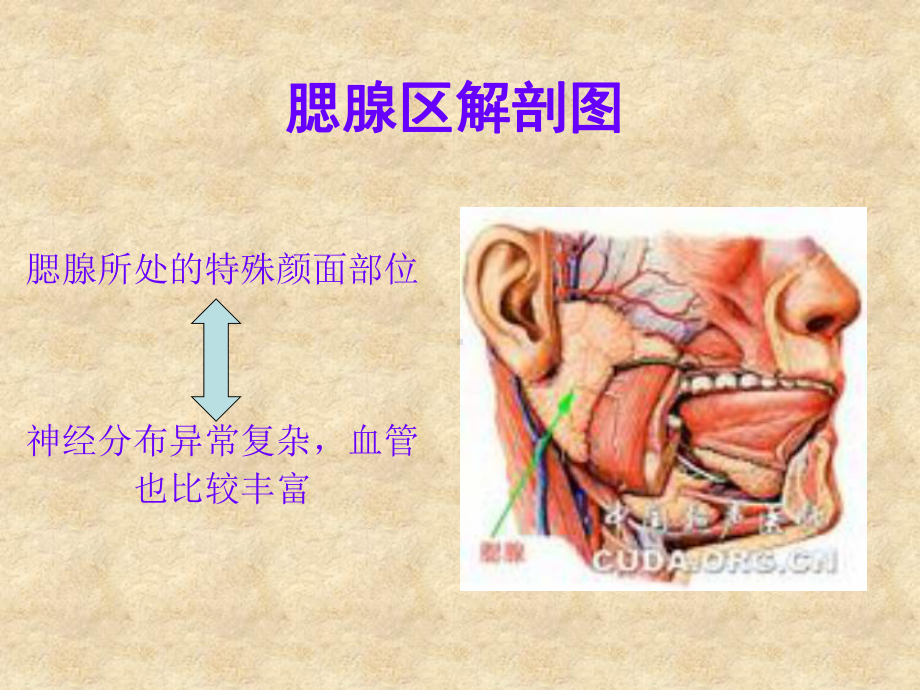 （新整理）腮腺肿瘤的护理课件.ppt_第3页