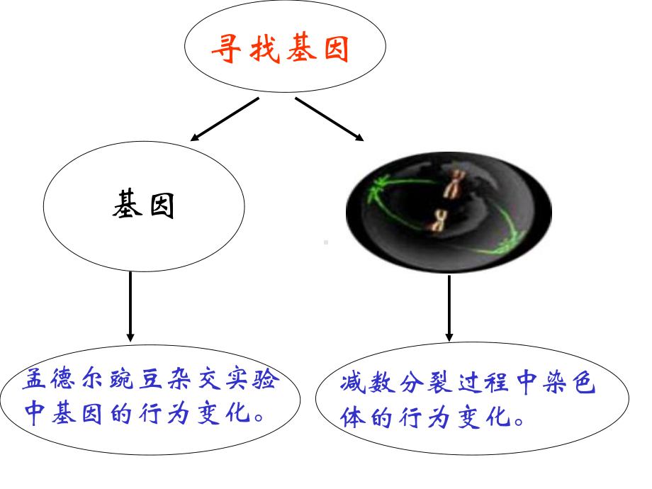 高中生物必修二：第二章第二节基因在染色体上-课件.ppt_第3页