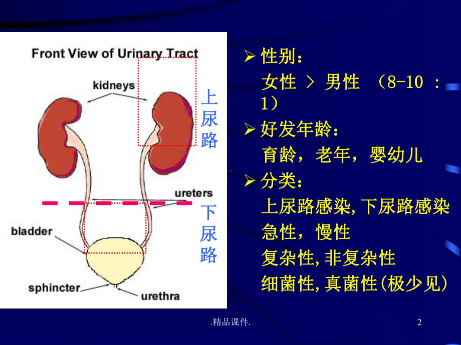 尿路感染经典课件.ppt_第2页