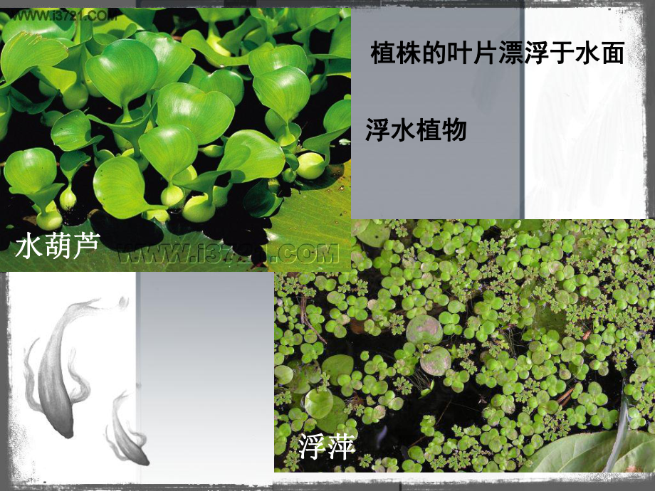 教科版小学科学《水生植物》课件.ppt_第3页