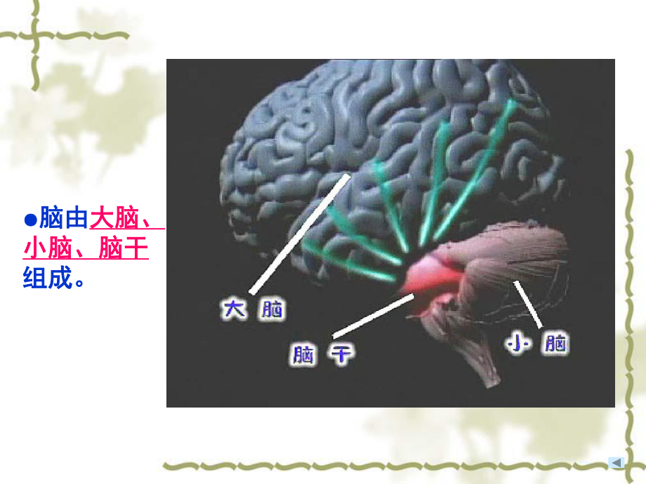 苏教版五年级下册科学大脑课件.ppt_第3页