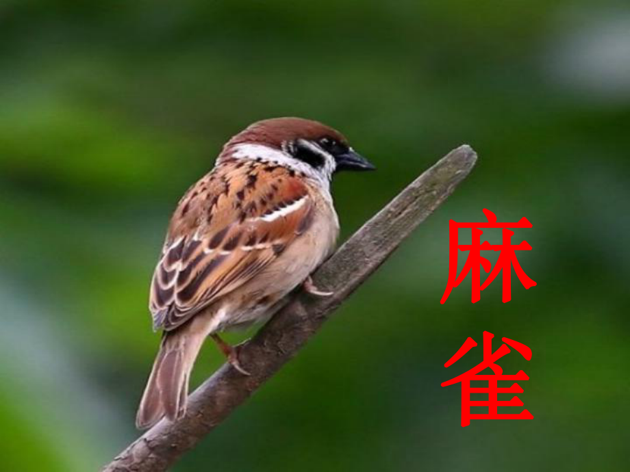 麻雀教学课件讲义.ppt_第2页