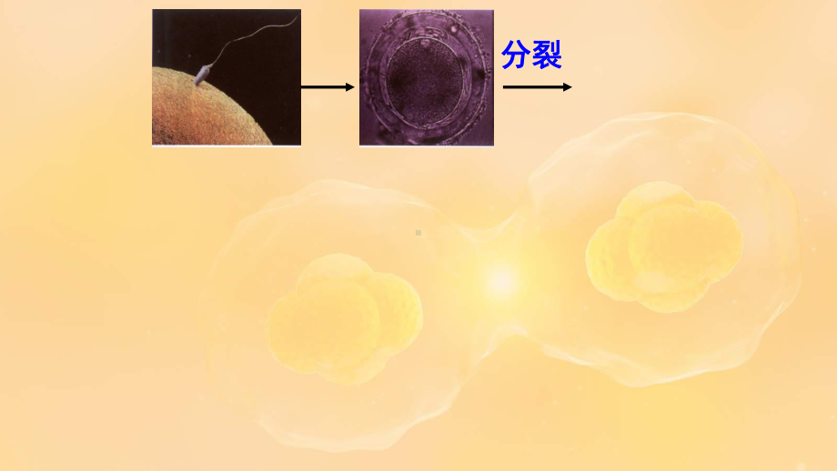 高一下学期人教版生物必修一《细胞的分化》课件.ppt_第3页