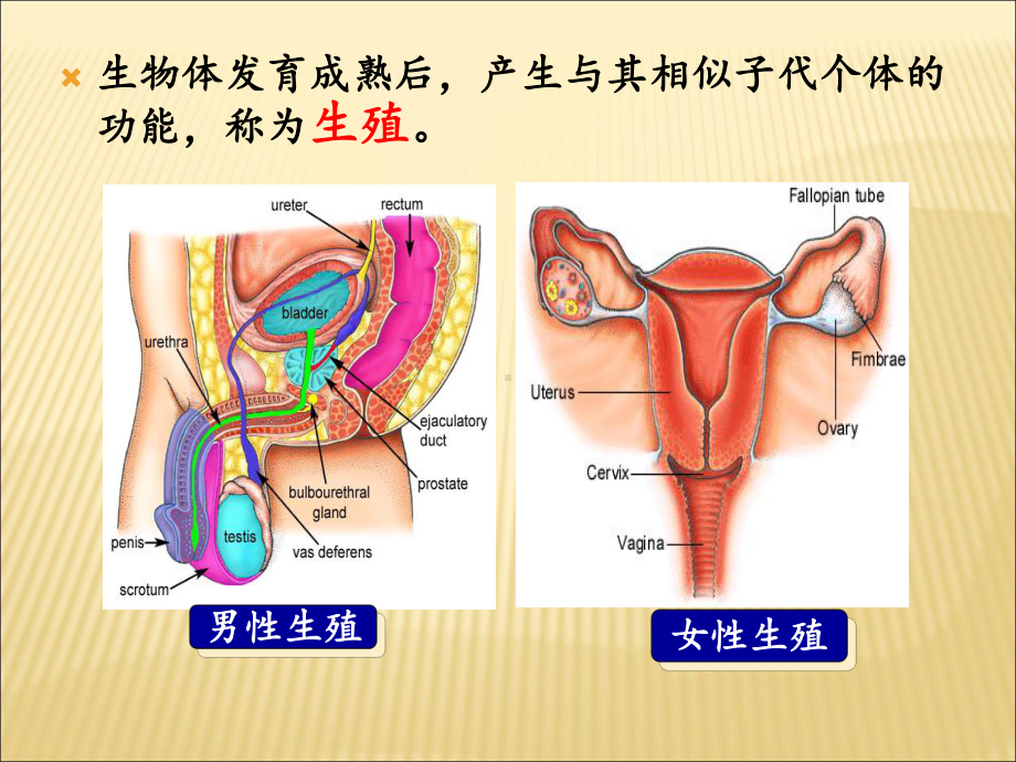 生理学第十二章生殖课件.ppt_第2页