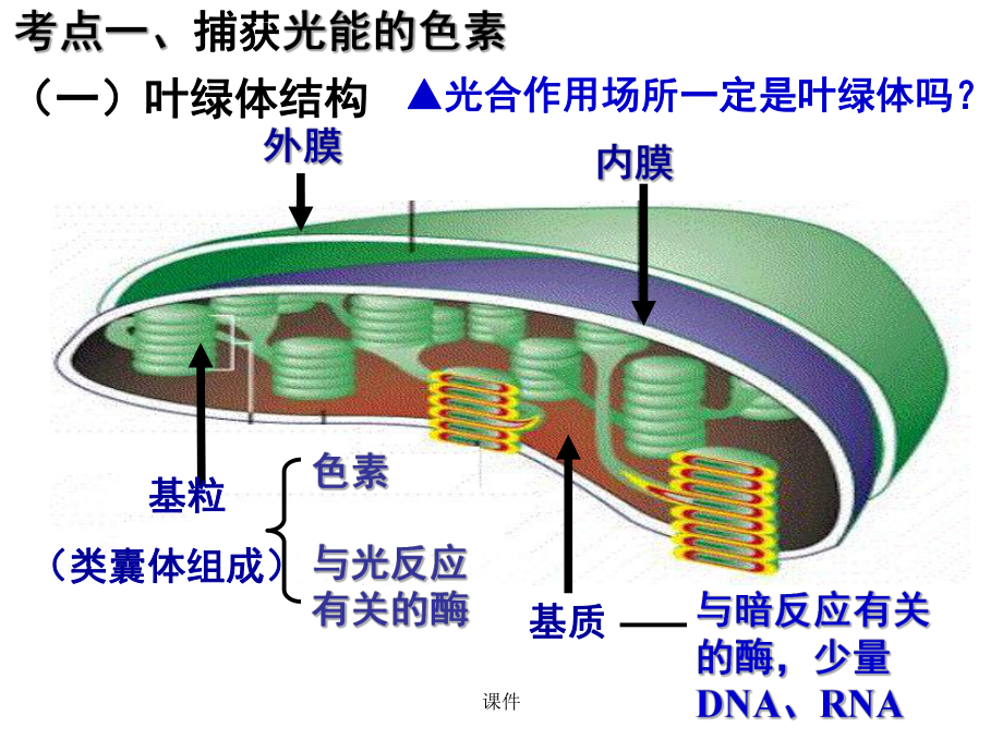 高三一轮复习光合作用课件.ppt_第2页